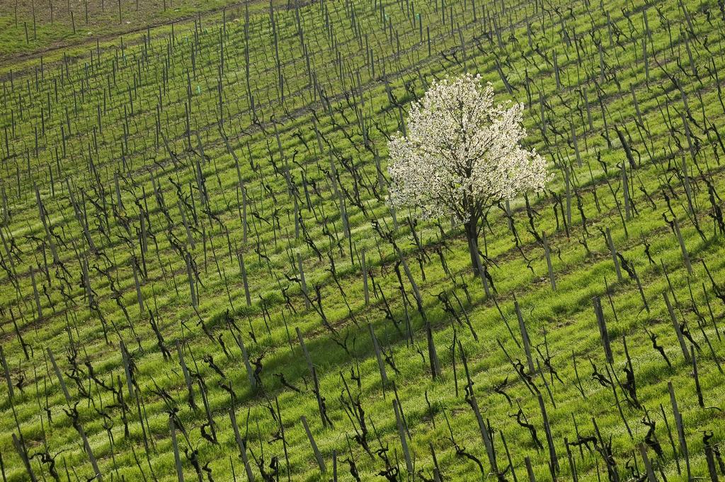 קסטלינה אין קיאנטי Agriturismo Buondonno מראה חיצוני תמונה